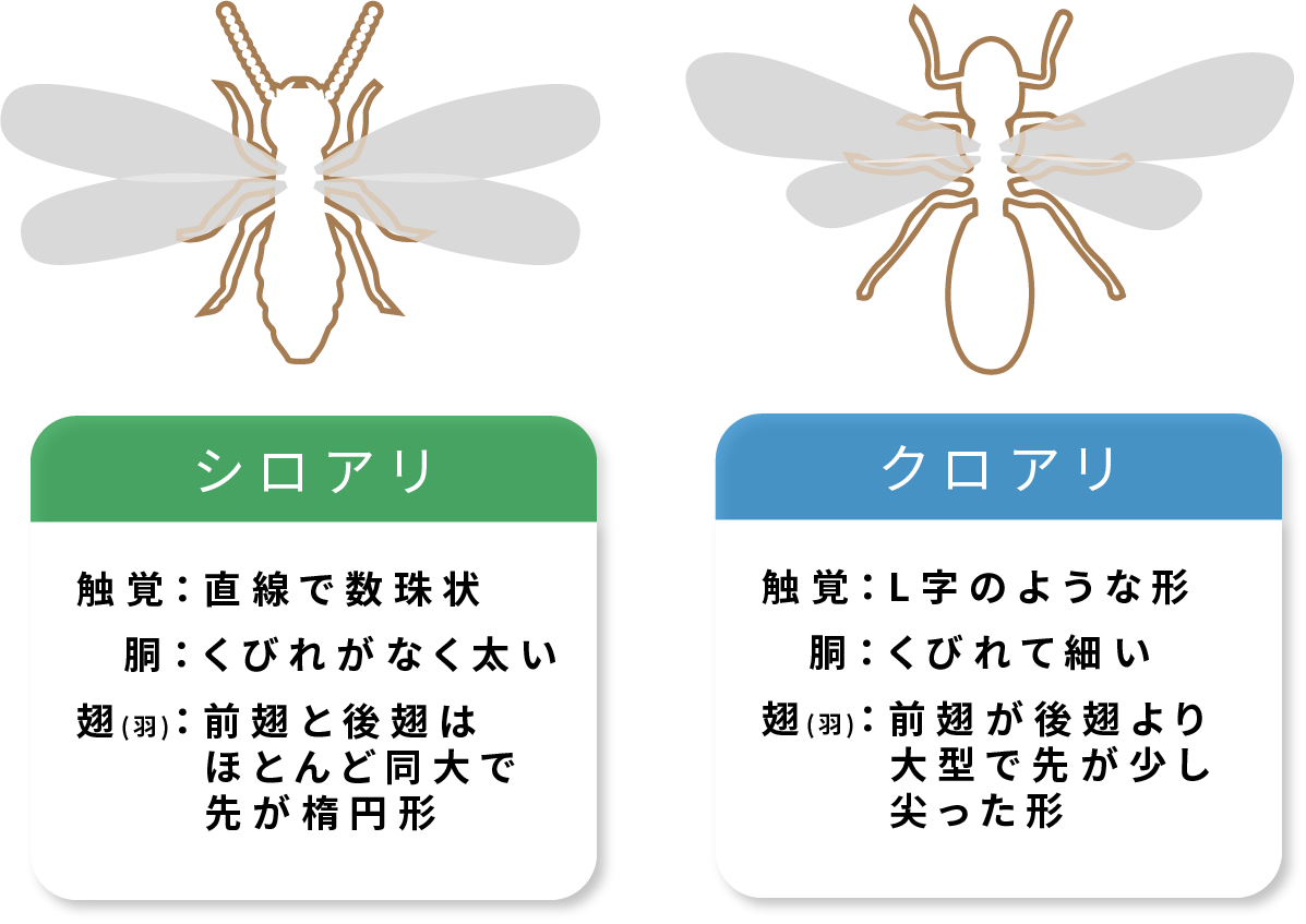 羽アリの違いを説明したイラスト