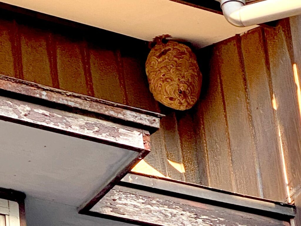 軒下に作くられたキイロスズメバチの巣